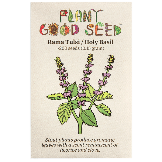 Pant Good Seeds Rama Tulsi/Holy Basil