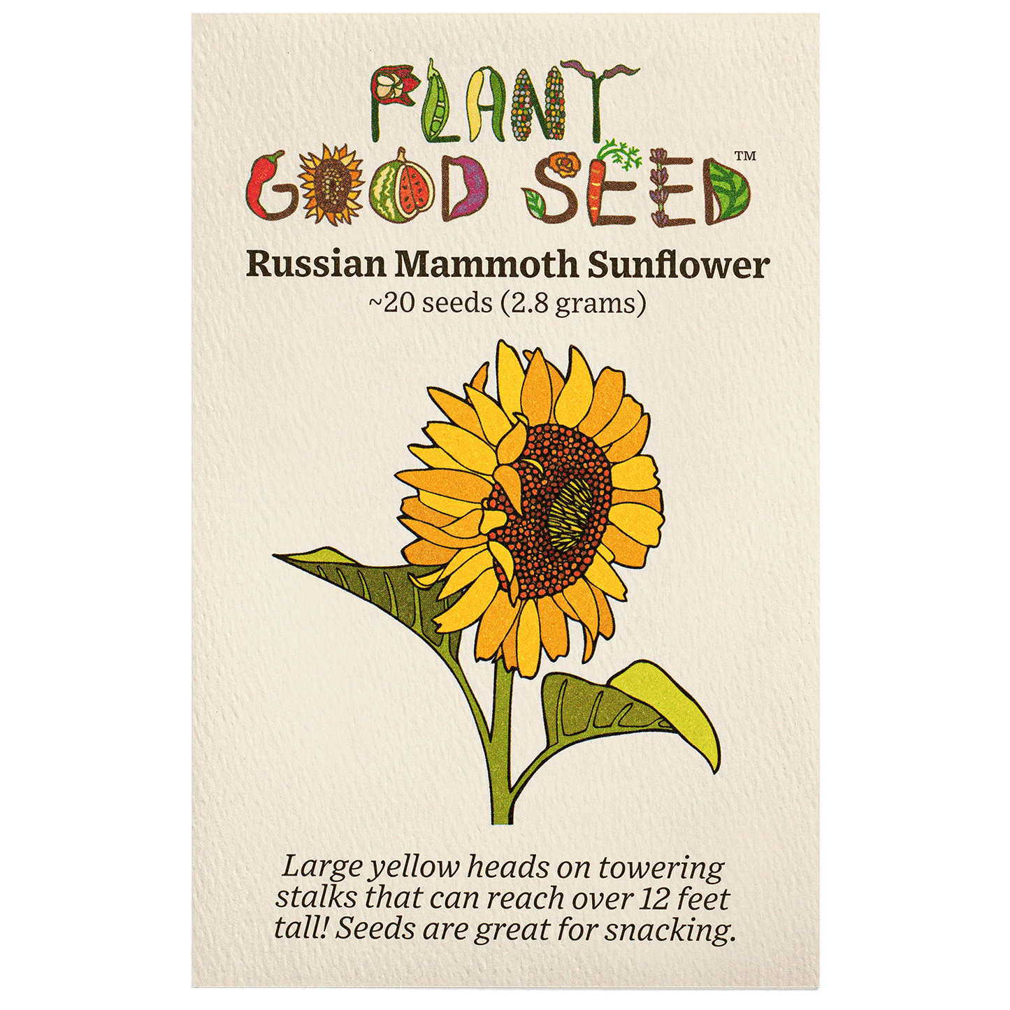 Plant Good Seed Russian Mammoth Sunflower